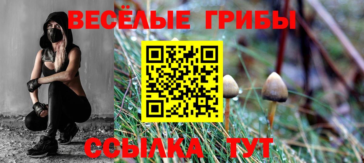 Галлюциногенные грибы Psilocybe Муром